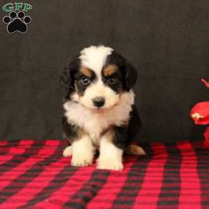 Omar, Mini Bernedoodle Puppy